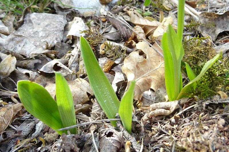 Ophrys insectifera subsp. insectifera